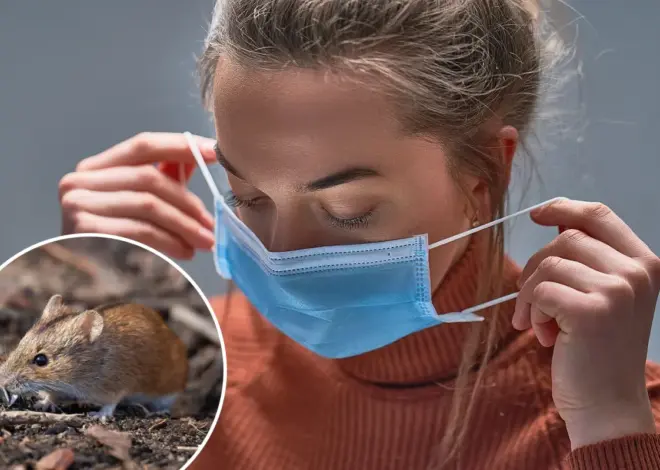 Hantavirus is gaining ground in the US, startling researchers: ‘Widespread and complex virus’