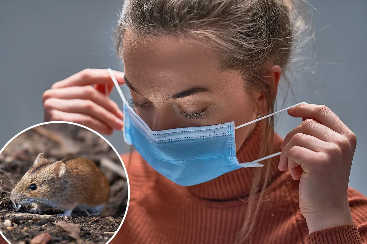 Hantavirus is gaining ground in the US, startling researchers: ‘Widespread and complex virus’