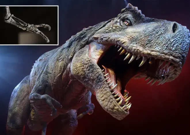 Scientists may have finally cracked the mystery of why T. rex had such tiny arms
