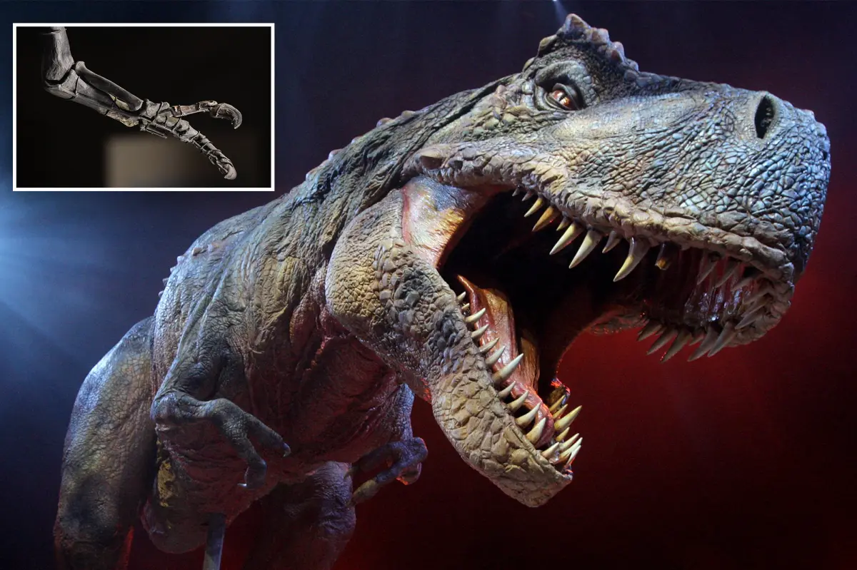 Scientists may have finally cracked the mystery of why T. rex had such tiny arms