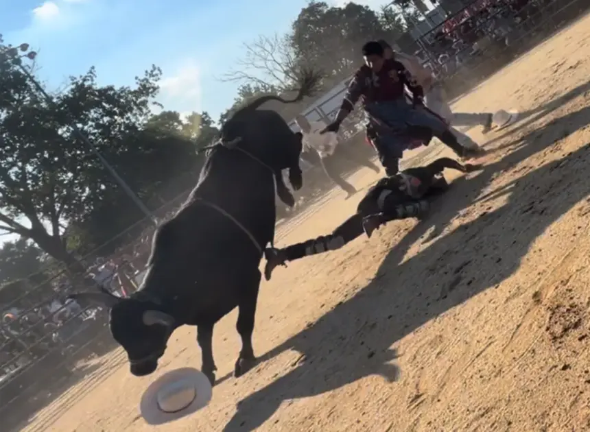 Bull rider, 25, hospitalized after being trampled by bovine at NYC rodeo event: wild video