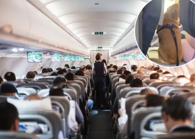 Flyers fume after passenger sits dog in ‘disgusting’ position on plane: ‘People are unbelievable’
