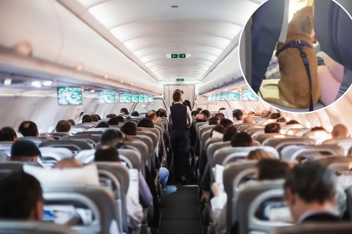 Flyers fume after passenger sits dog in ‘disgusting’ position on plane: ‘People are unbelievable’
