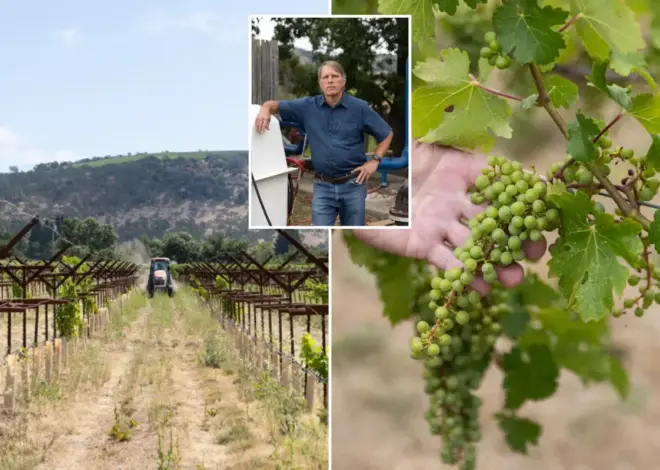 Exclusive | Furious Napa Valley vineyards facing oblivion as crucifying new fees drop: ‘Can see where this ends’