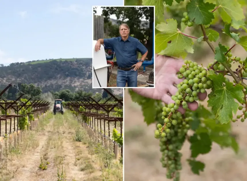 Exclusive | Furious Napa Valley vineyards facing oblivion as crucifying new fees drop: ‘Can see where this ends’