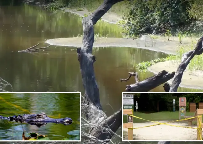 Boyfriend desperately tried to save hiker as massive alligator ripped her apart in three feet of water
