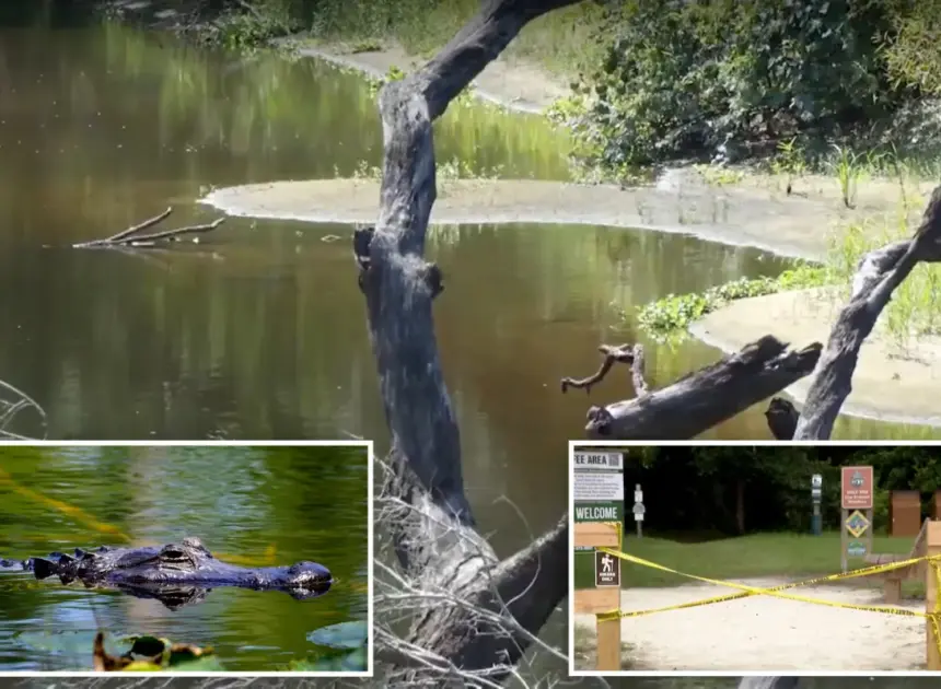 Boyfriend desperately tried to save hiker as massive alligator ripped her apart in three feet of water