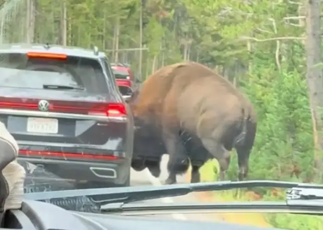 Terrifying moment massive bison rams car in Yellowstone National Park