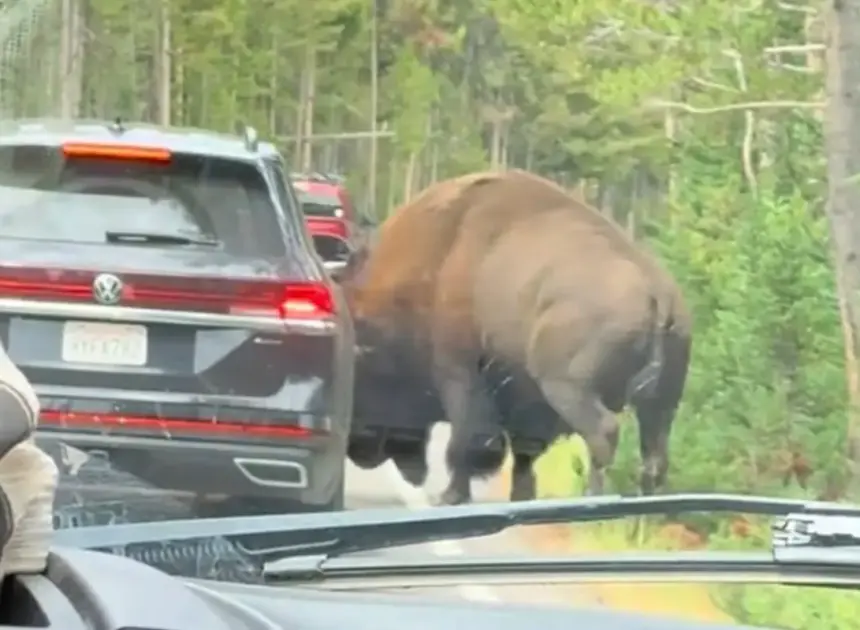 Terrifying moment massive bison rams car in Yellowstone National Park
