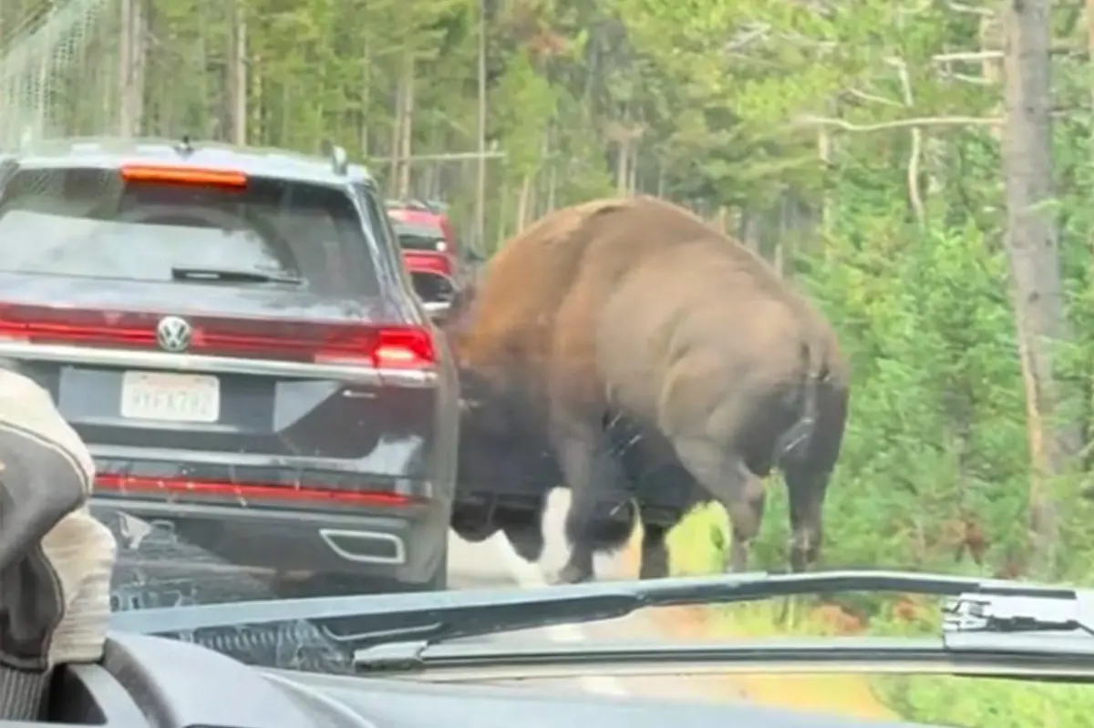Terrifying moment massive bison rams car in Yellowstone National Park