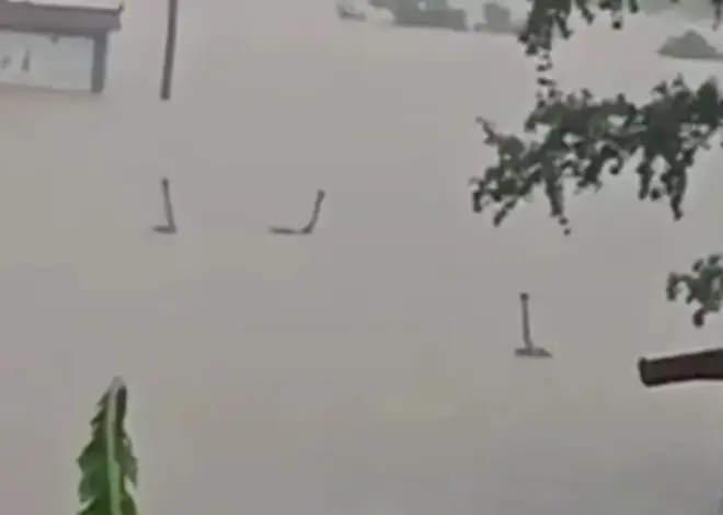 Horrified villagers living in fear after hundreds of venomous snakes escape farm as floodwaters crush city