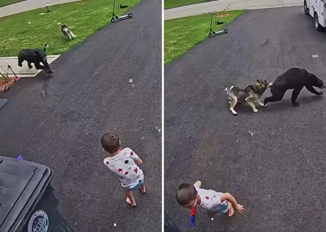 Family’s heroic dog fights off bear that charged 6-year-old boy: video