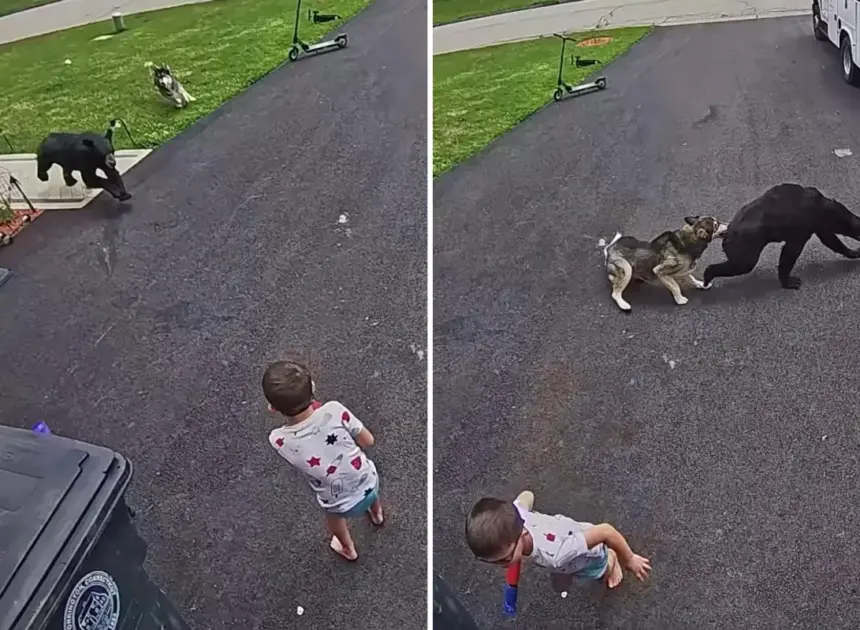 Family’s heroic dog fights off bear that charged 6-year-old boy: video