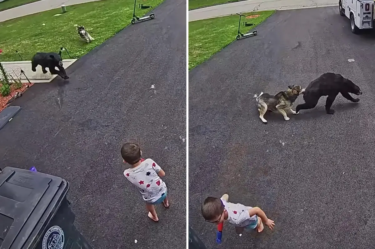Family’s heroic dog fights off bear that charged 6-year-old boy: video