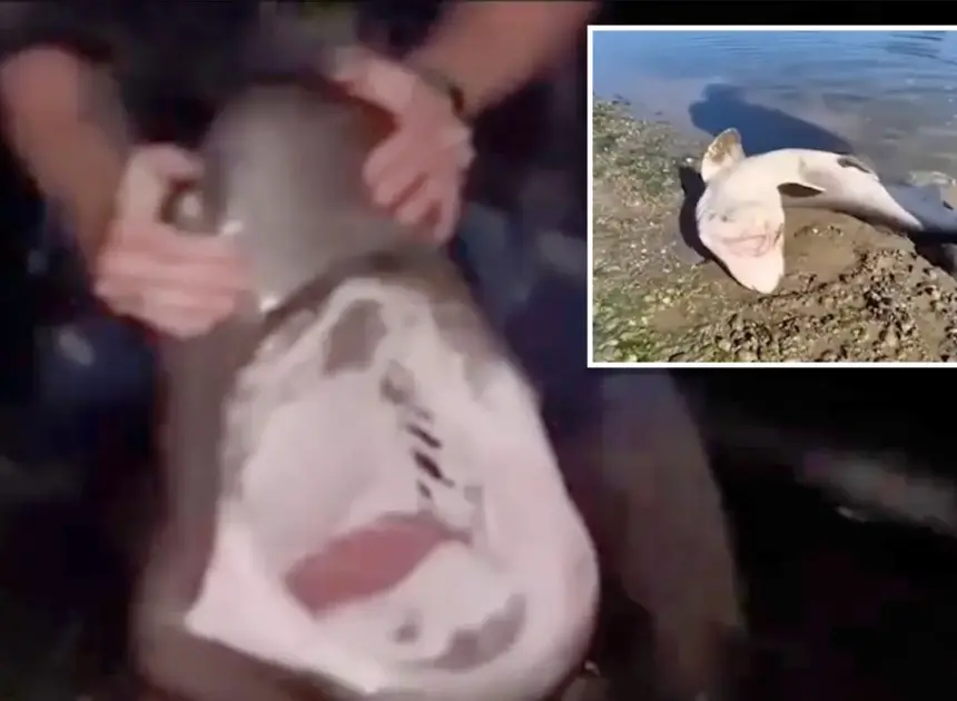 Fisherman accused of illegally catching sharks and ‘wrestling’ them in bizarre videos he shared online