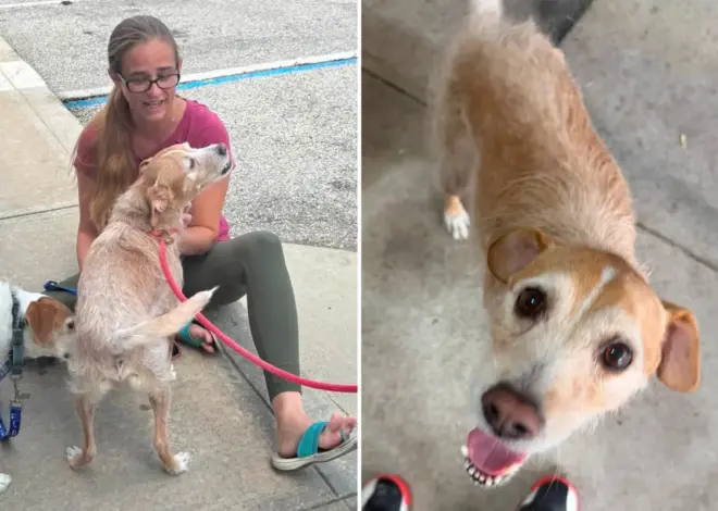Missing dog reunited with owner after 5 years, found more than 600 miles away