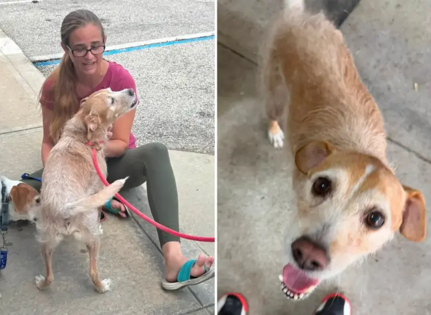 Missing dog reunited with owner after 5 years, found more than 600 miles away