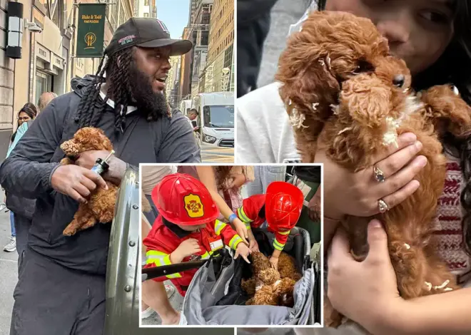 Exclusive | Black market NYC puppy mill sells dogs out of stroller in Midtown