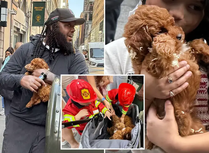 Exclusive | Black market NYC puppy mill sells dogs out of stroller in Midtown