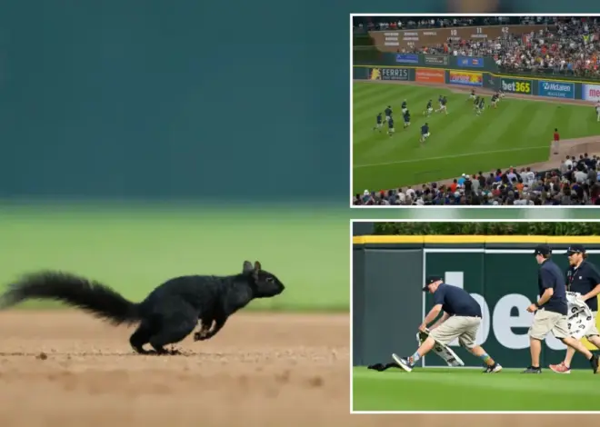 Squirrel invades Tigers-Orioles game — and grounds crew is powerless to stop it