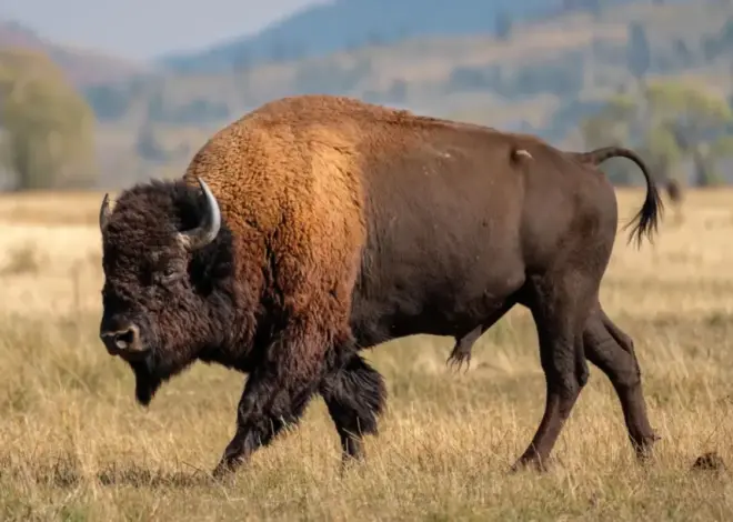 Massive bull bison tosses Yellowstone tourist into the air like a ragdoll in shocking attack