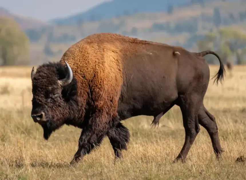 Massive bull bison tosses Yellowstone tourist into the air like a ragdoll in shocking attack
