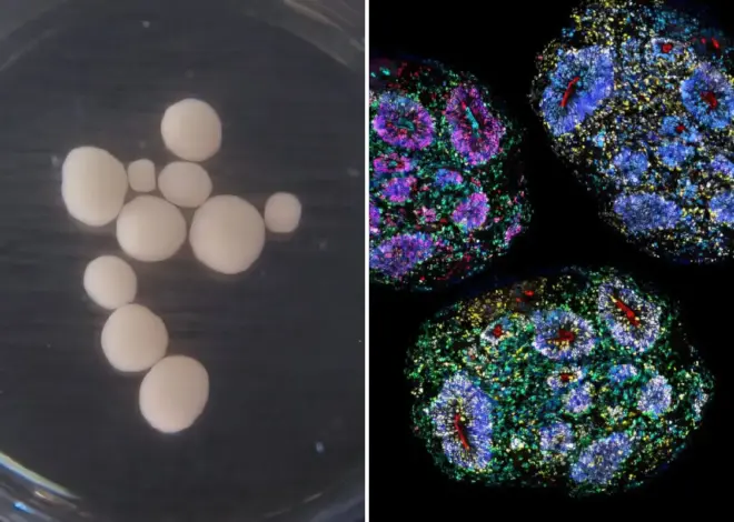 World’s oldest lab-grown human brains grow for seven years recording ‘passage of time’