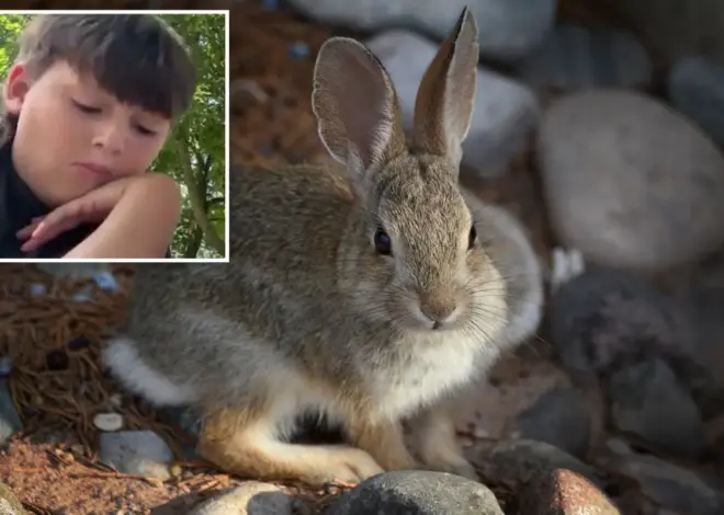 Three probable cases of rare ‘rabbit fever’ reported on Long Island