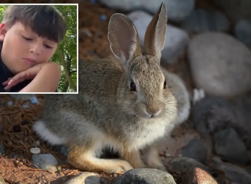 Three probable cases of rare ‘rabbit fever’ reported on Long Island