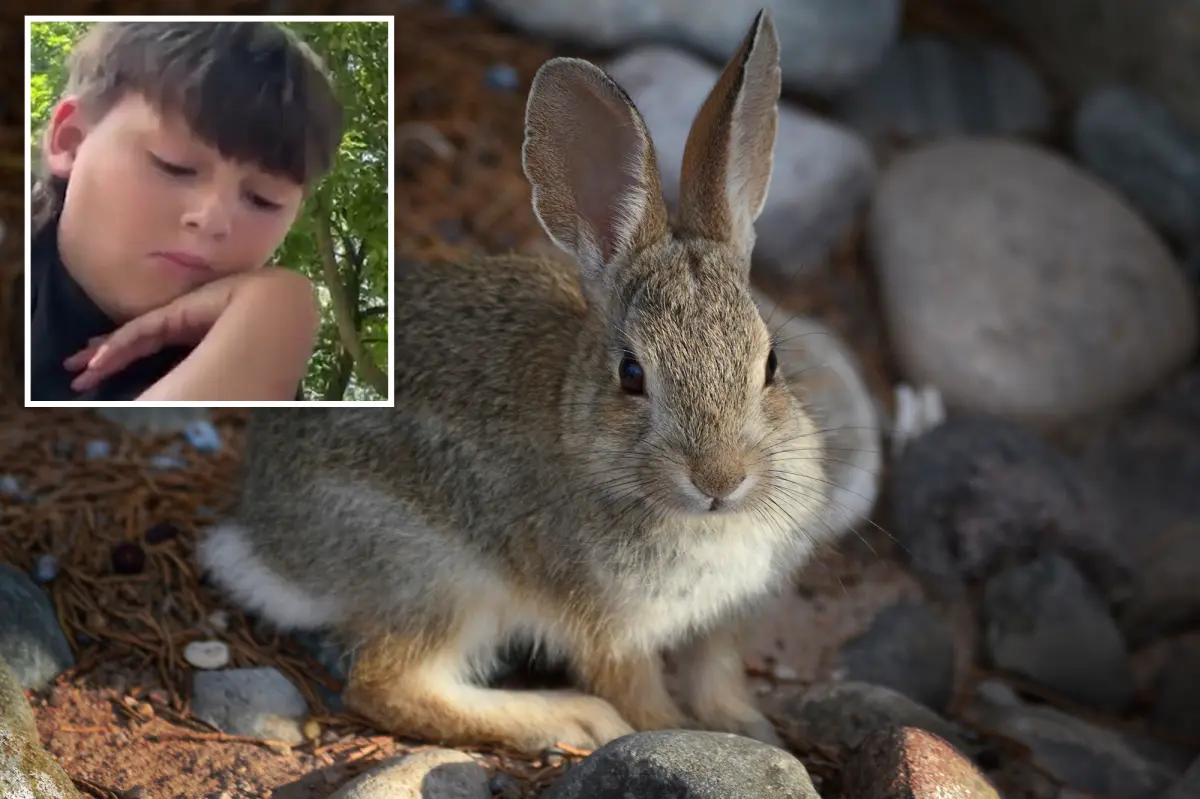Three probable cases of rare ‘rabbit fever’ reported on Long Island