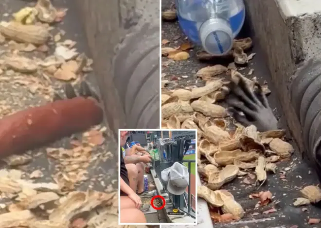 Mets fans startled by hand creeping in Citi Field stands to snag peanuts, hot dog