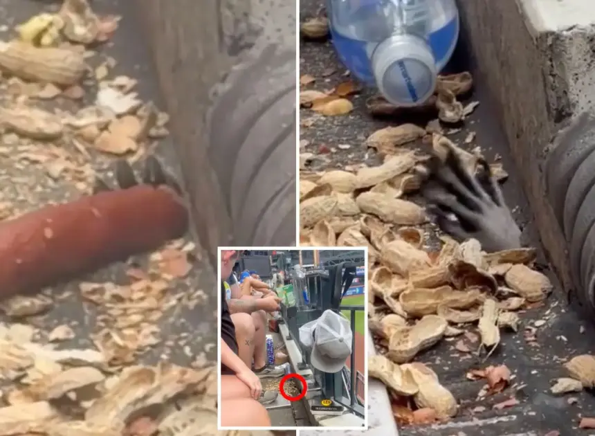 Mets fans startled by hand creeping in Citi Field stands to snag peanuts, hot dog