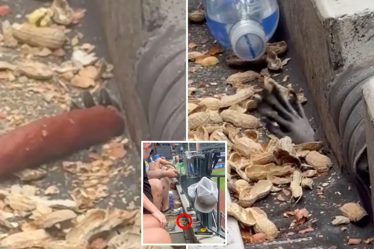 Mets fans startled by hand creeping in Citi Field stands to snag peanuts, hot dog