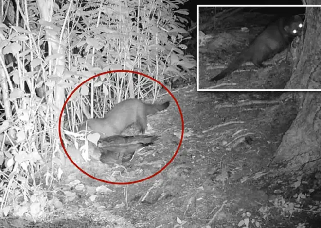 Rare American mink possibly spotted on Long Island for first time in 31 years