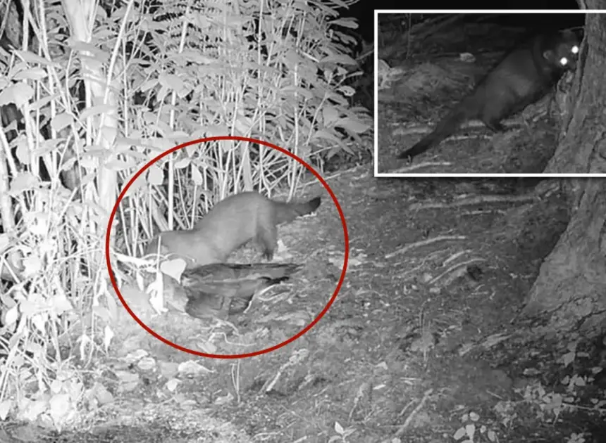 Rare American mink possibly spotted on Long Island for first time in 31 years