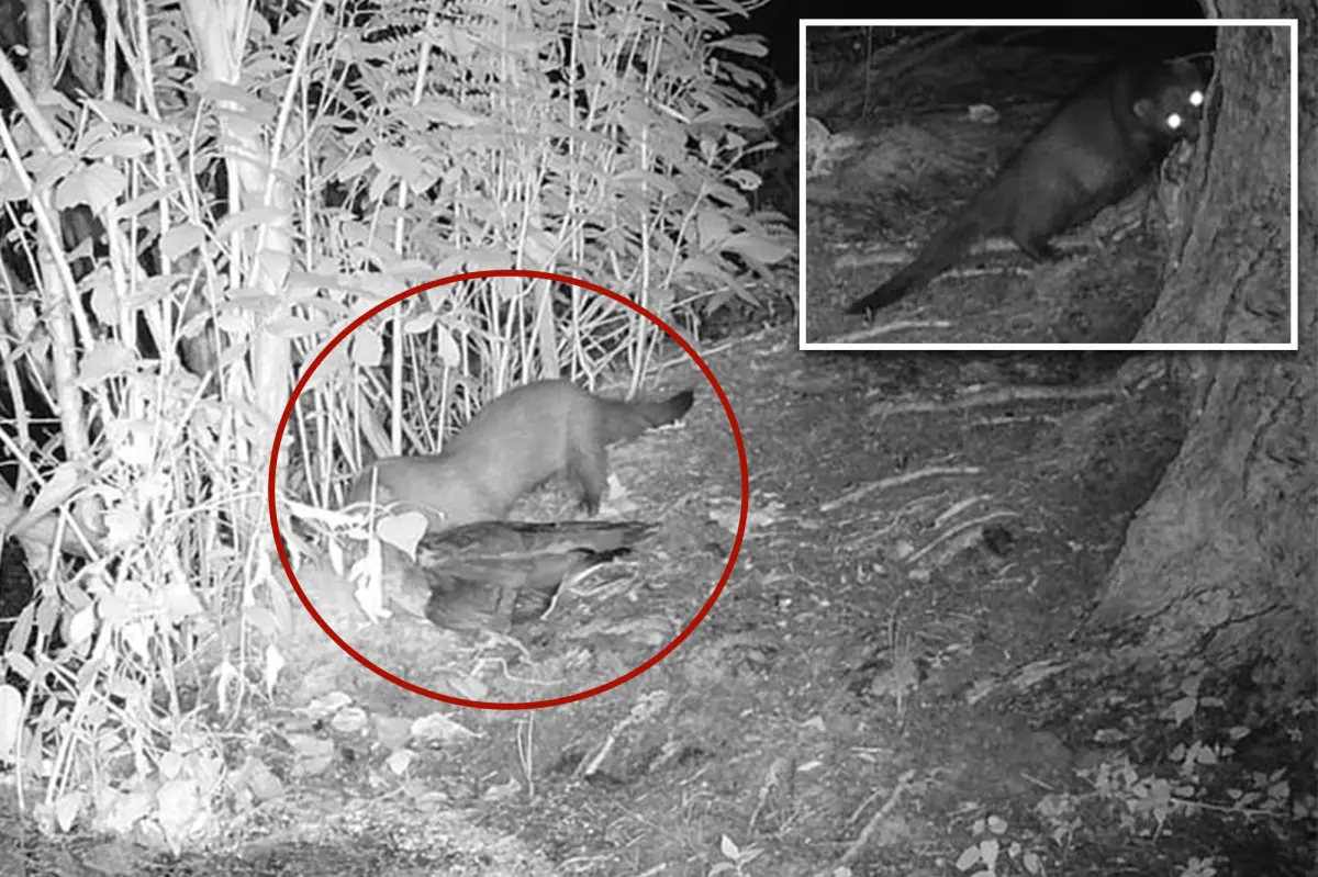 Rare American mink possibly spotted on Long Island for first time in 31 years