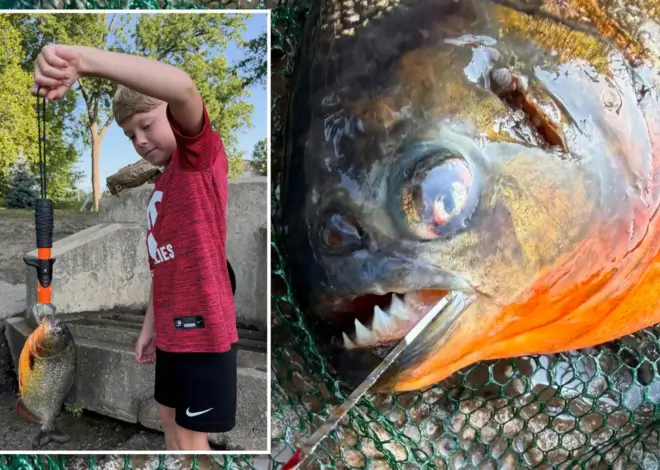 Pennsylvania boy, 8, expected to catch a bass — he hooked a razor-toothed nightmare instead