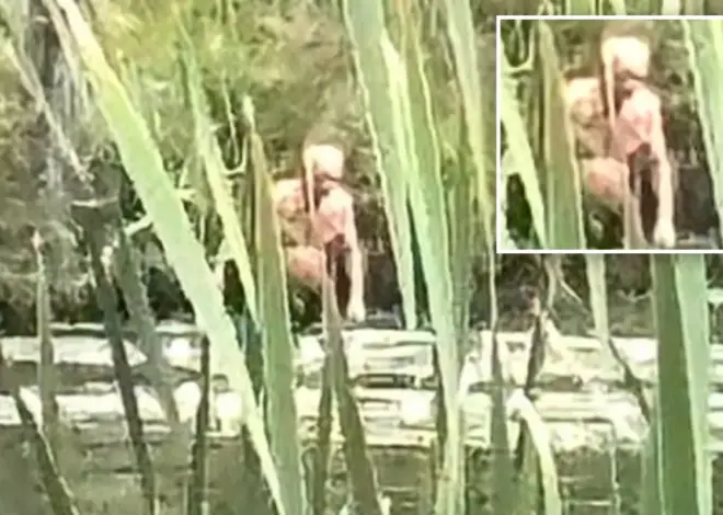 NY Bigfoot sighting of ‘Syracuse Figure’ my have gross NSFW explanation: ‘Inhuman’