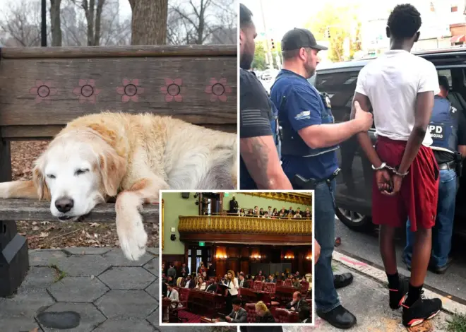 Exclusive | The wacky — and dangerous — NYC bills that could soon be law: Sick leave for pets, abolished gang database and an elephant ban