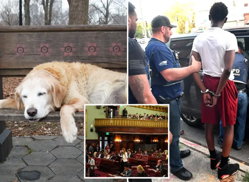 Exclusive | The wacky — and dangerous — NYC bills that could soon be law: Sick leave for pets, abolished gang database and an elephant ban