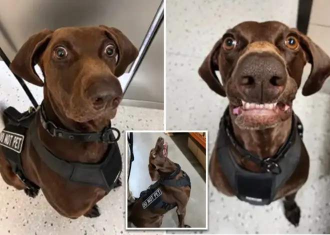 Texas airport dog ‘Bolt’ declared TSA’s ‘cutest canine’ — as viral pooch steals internet’s hearts
