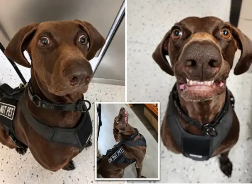 Texas airport dog ‘Bolt’ declared TSA’s ‘cutest canine’ — as viral pooch steals internet’s hearts