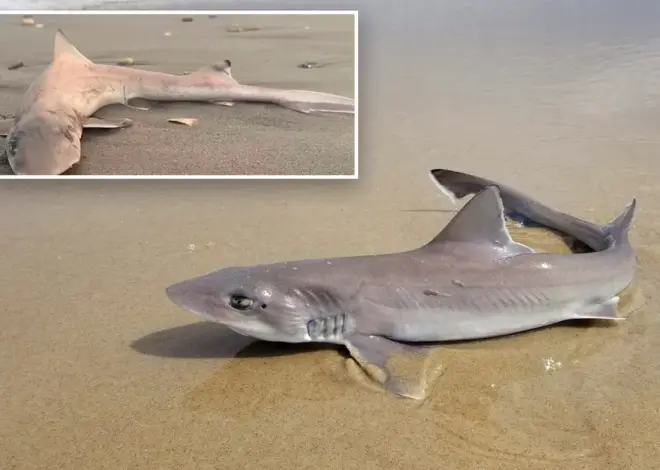 Almost 30 dead sharks ‘all of a sudden’ wash up along the Jersey Shore in grisly scene