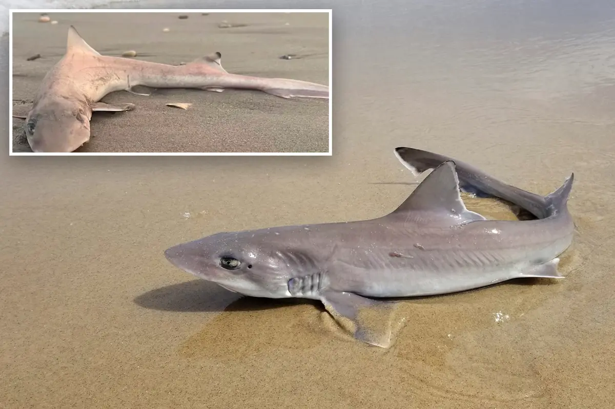 Almost 30 dead sharks ‘all of a sudden’ wash up along the Jersey Shore in grisly scene