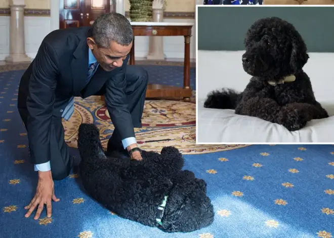 Barack Obama announces death of ‘cherished’ former first dog Sunny