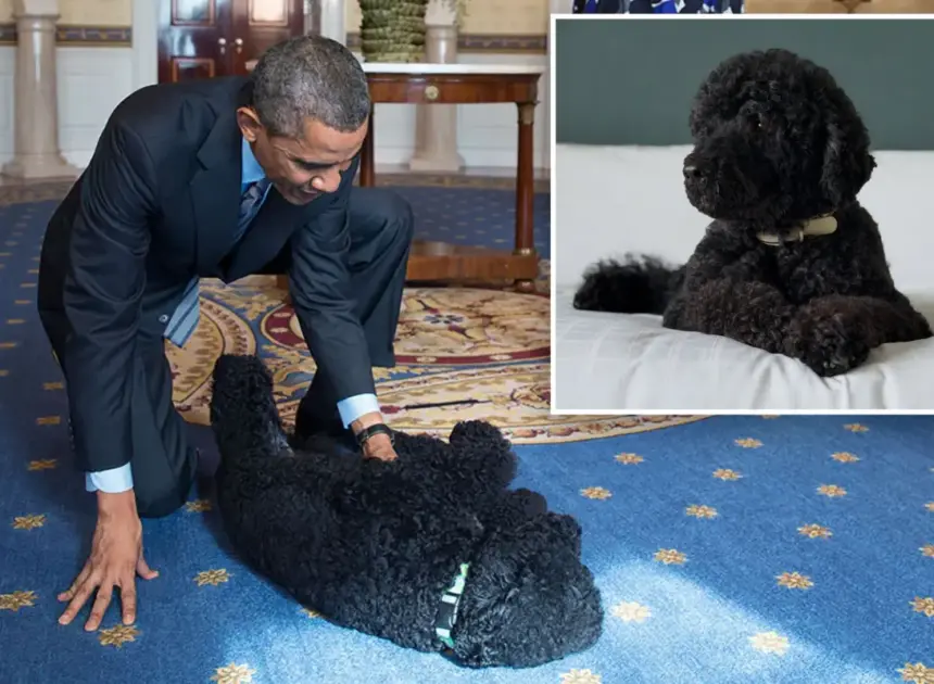 Barack Obama announces death of ‘cherished’ former first dog Sunny