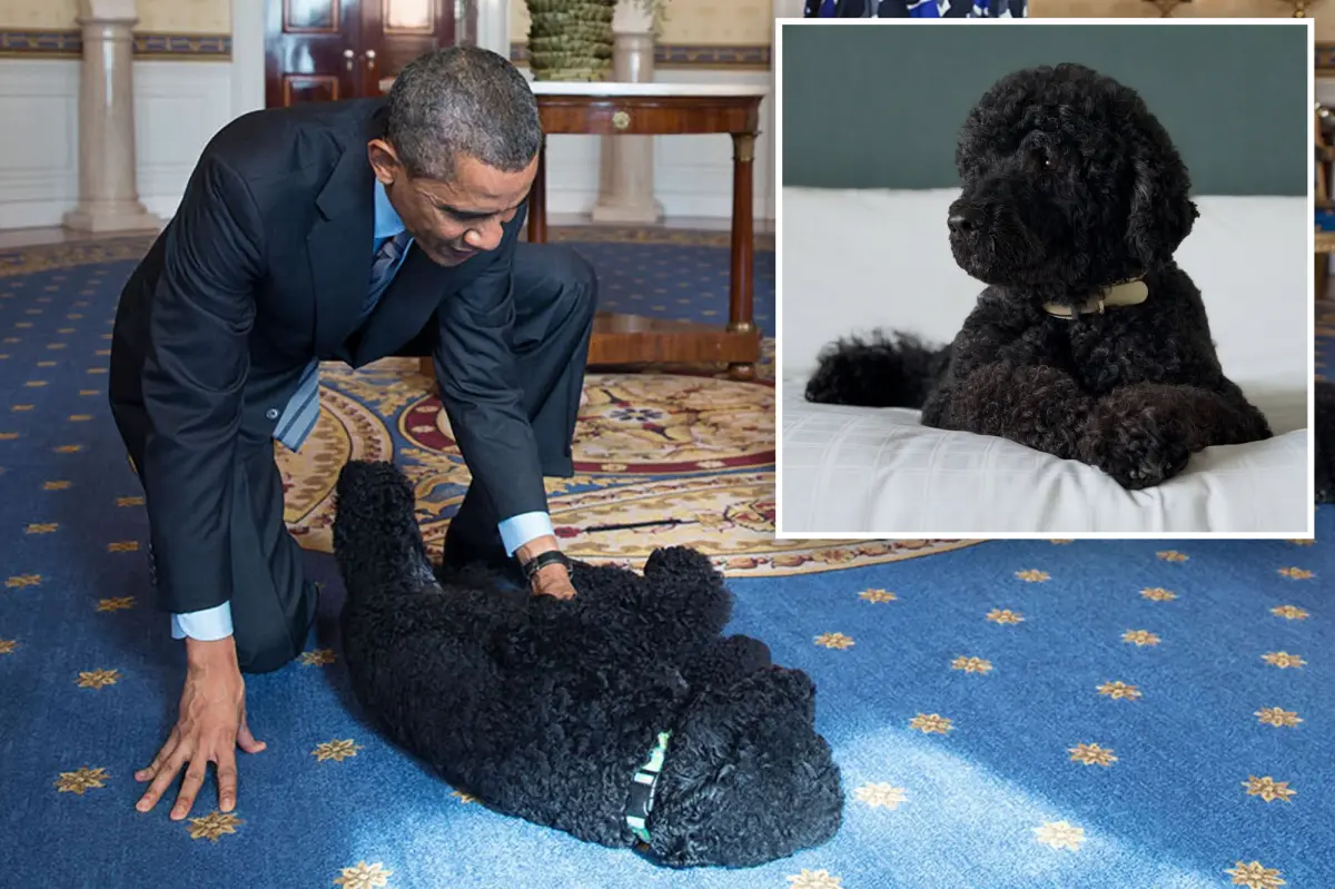 Barack Obama announces death of ‘cherished’ former first dog Sunny