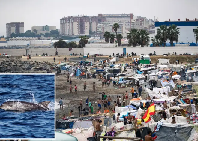 Vile video shows migrants in Ceuta gleefully beating baby dolphin