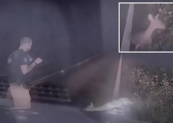 Texas deputy jumps out of his skin, screams as ‘dead’ deer springs back to life in hilarious video