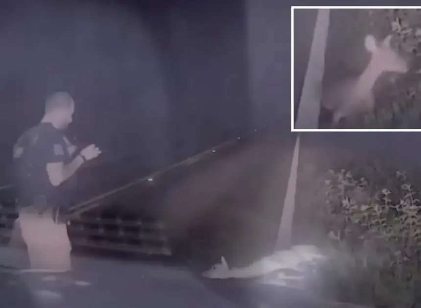 Texas deputy jumps out of his skin, screams as ‘dead’ deer springs back to life in hilarious video